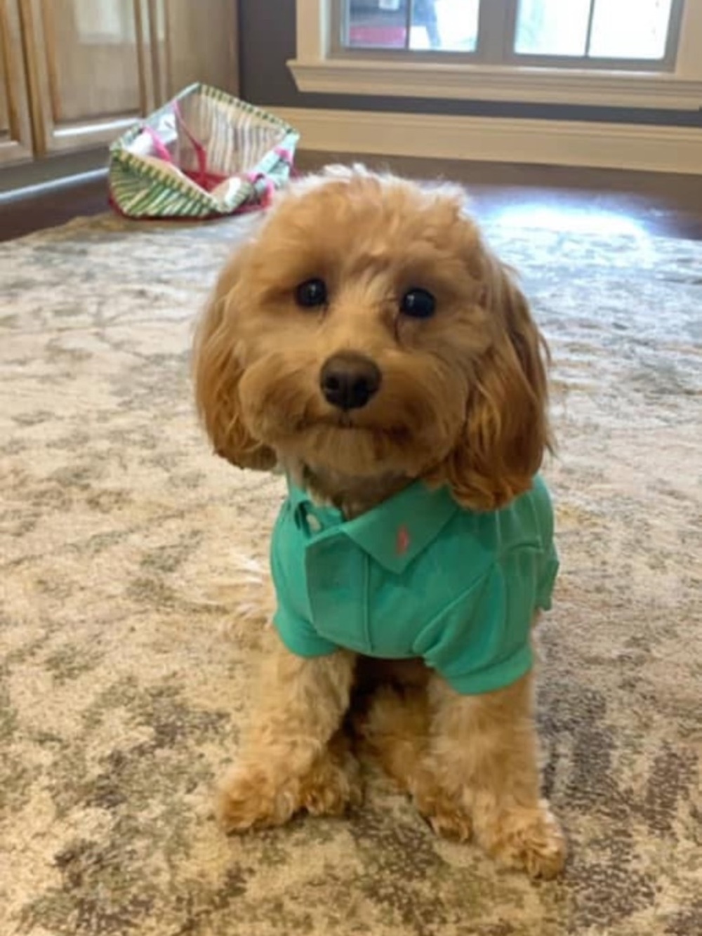 Polo by Ralph Lauren Teal Dog Polo with Pink Pony - Picture 3 of 3